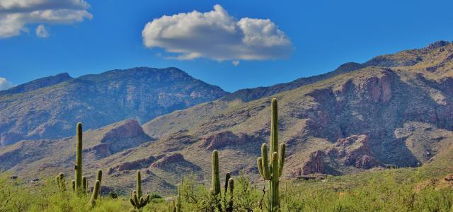 cacti and mountains